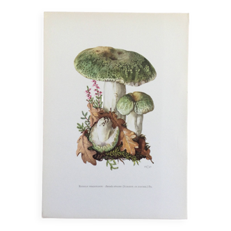 Botanical Illustration Mushrooms Russula Vintage Print 60s