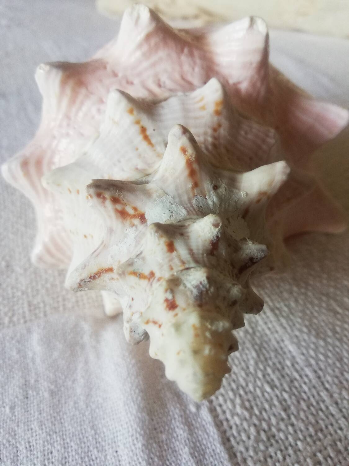 Collectible shell Strombe Lambi pink