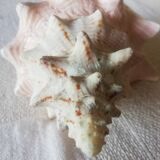 Collectible shell Strombe Lambi pink
