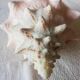 Collectible shell Strombe Lambi pink