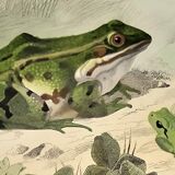 Original zoological plate of 1839 frog