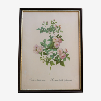 Affiche botanique vintage « Rosa Multiflora Carnea » par P.J.Redouté