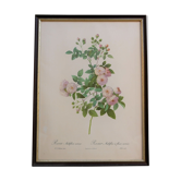 Affiche botanique vintage « Rosa Multiflora Carnea » par P.J.Redouté