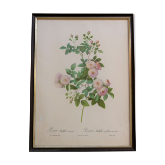 Vintage botanical poster "Rosa Multiflora Carnea" by P.J.Redouté
