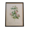 Vintage botanical poster "Rosa Multiflora Carnea" by P.J.Redouté