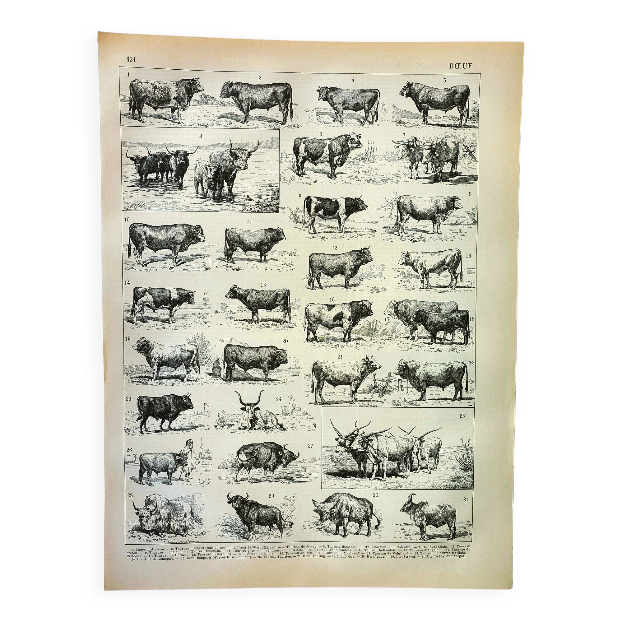 Gravure ancienne 1898, Bœuf, vache, taureau, veau • Lithographie, illustration originale