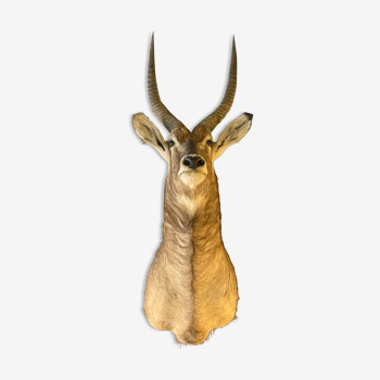 Waterbuck says antelope sing-sing, hunting trophy, head in cape, taxidermy