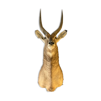 Waterbuck says antelope sing-sing, hunting trophy, head in cape, taxidermy