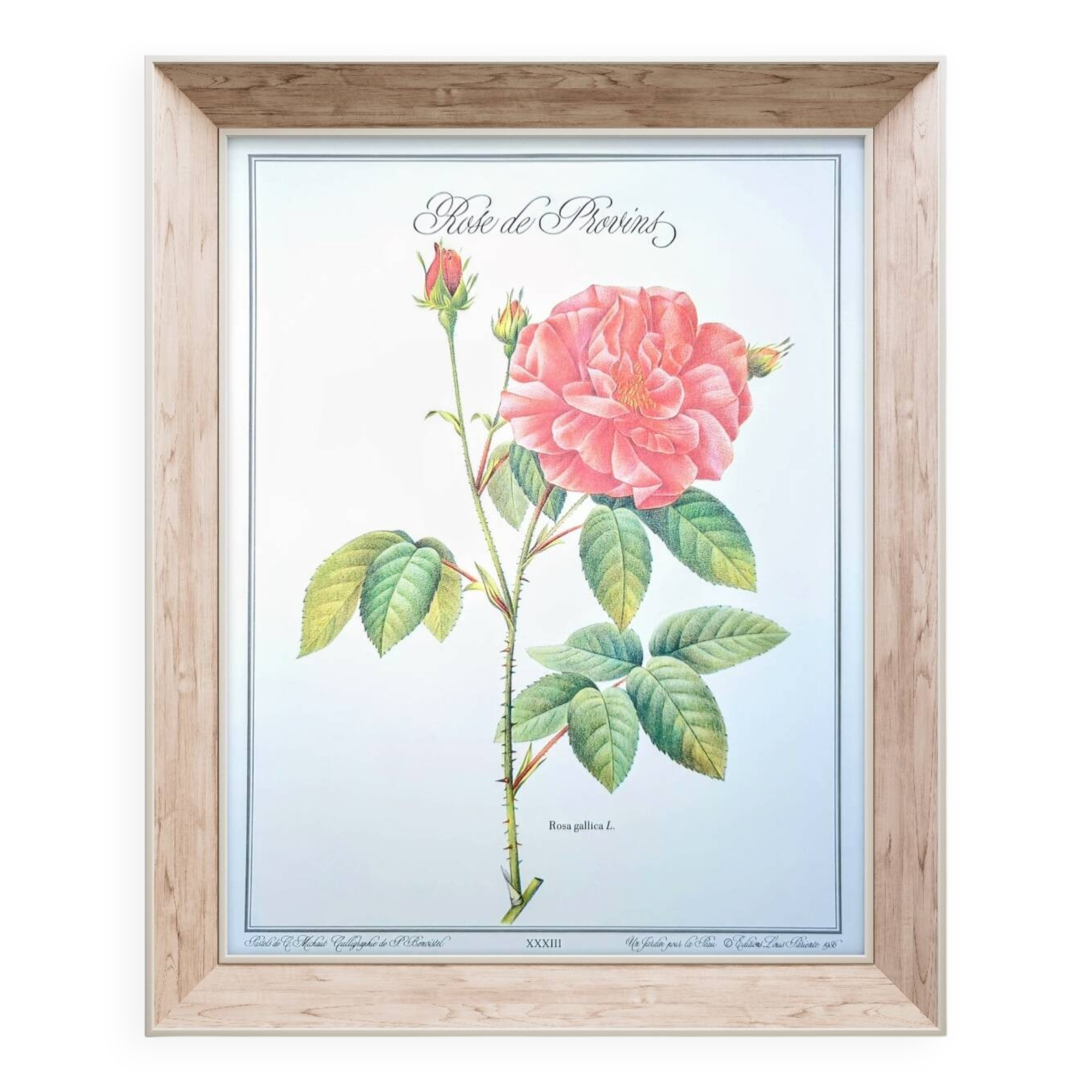 Botanical plate Rose of Provins