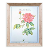 Botanical plate Rose of Provins
