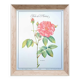 Botanical plate Rose of Provins