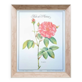 Botanical plate Rose of Provins