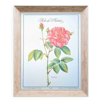 Botanical plate Rose of Provins