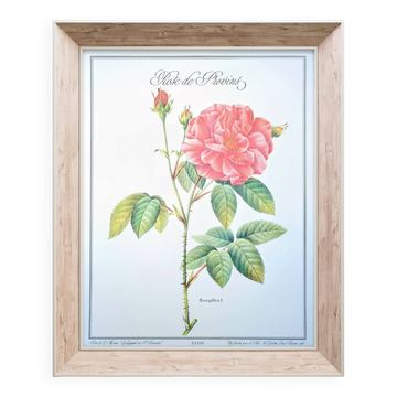 Planche botanique Rose de Provins