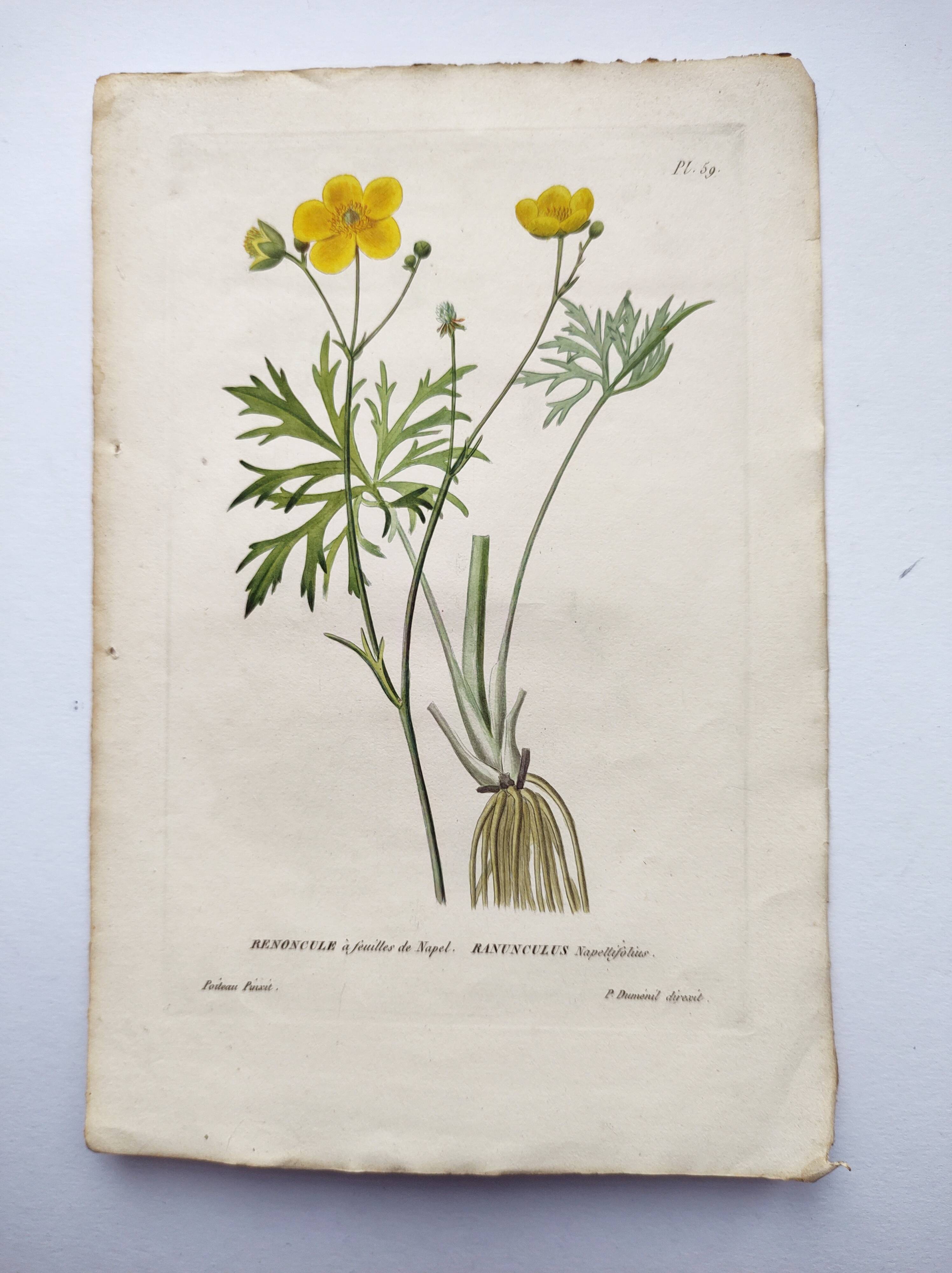 Antique botanical engraving from 1829 - Napel's buttercup - Plate