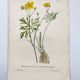 Antique botanical engraving from 1829 - Napel's buttercup - Plate