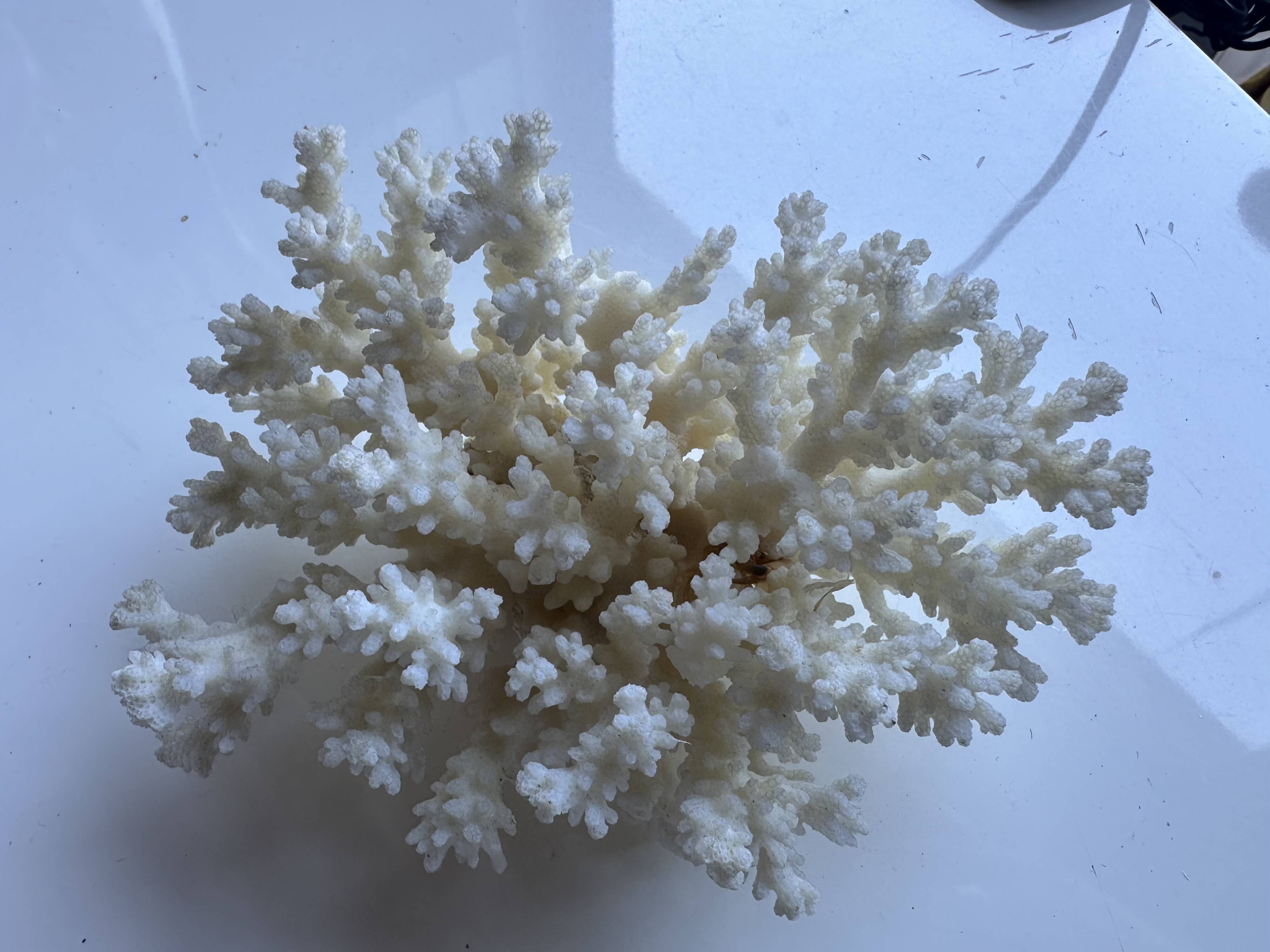 Decorative marine coral