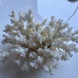 Decorative marine coral
