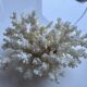 Decorative marine coral