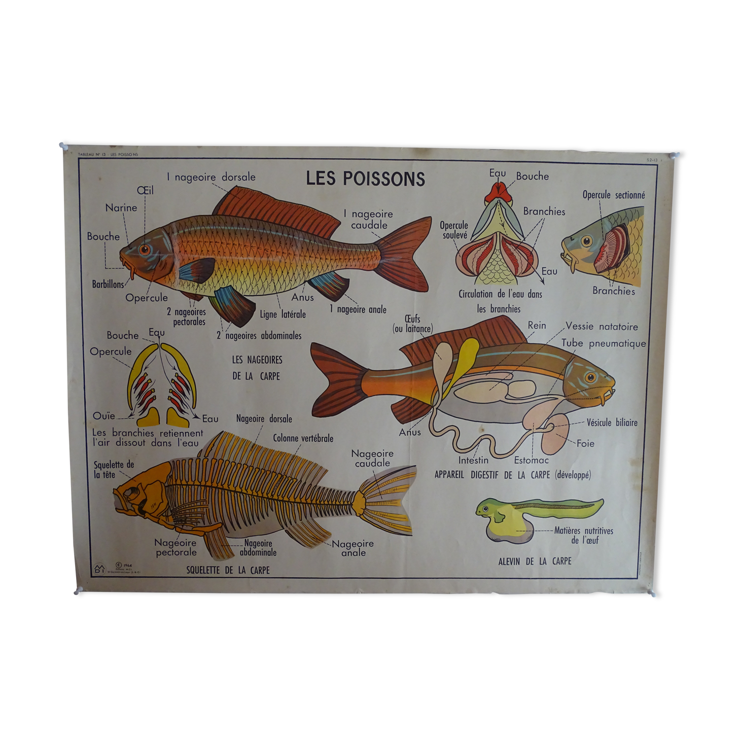 Affiche scolaire recto verso anatomie le poisson et l'abeille. Edition MDI.1964