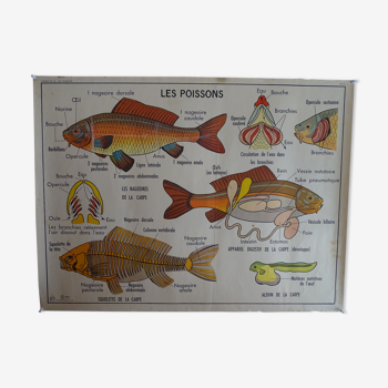 Affiche scolaire recto verso anatomie le poisson et l'abeille. Edition MDI.1964