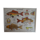 Affiche scolaire recto verso anatomie le poisson et l'abeille. Edition MDI.1964