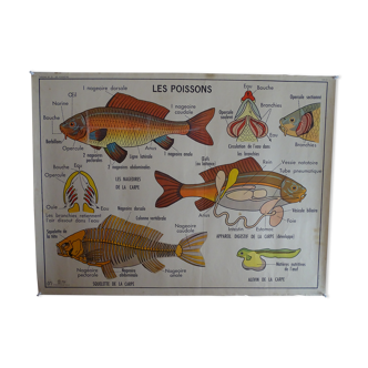 School poster on both sides anatomy fish and bee. Edition MDI.1964