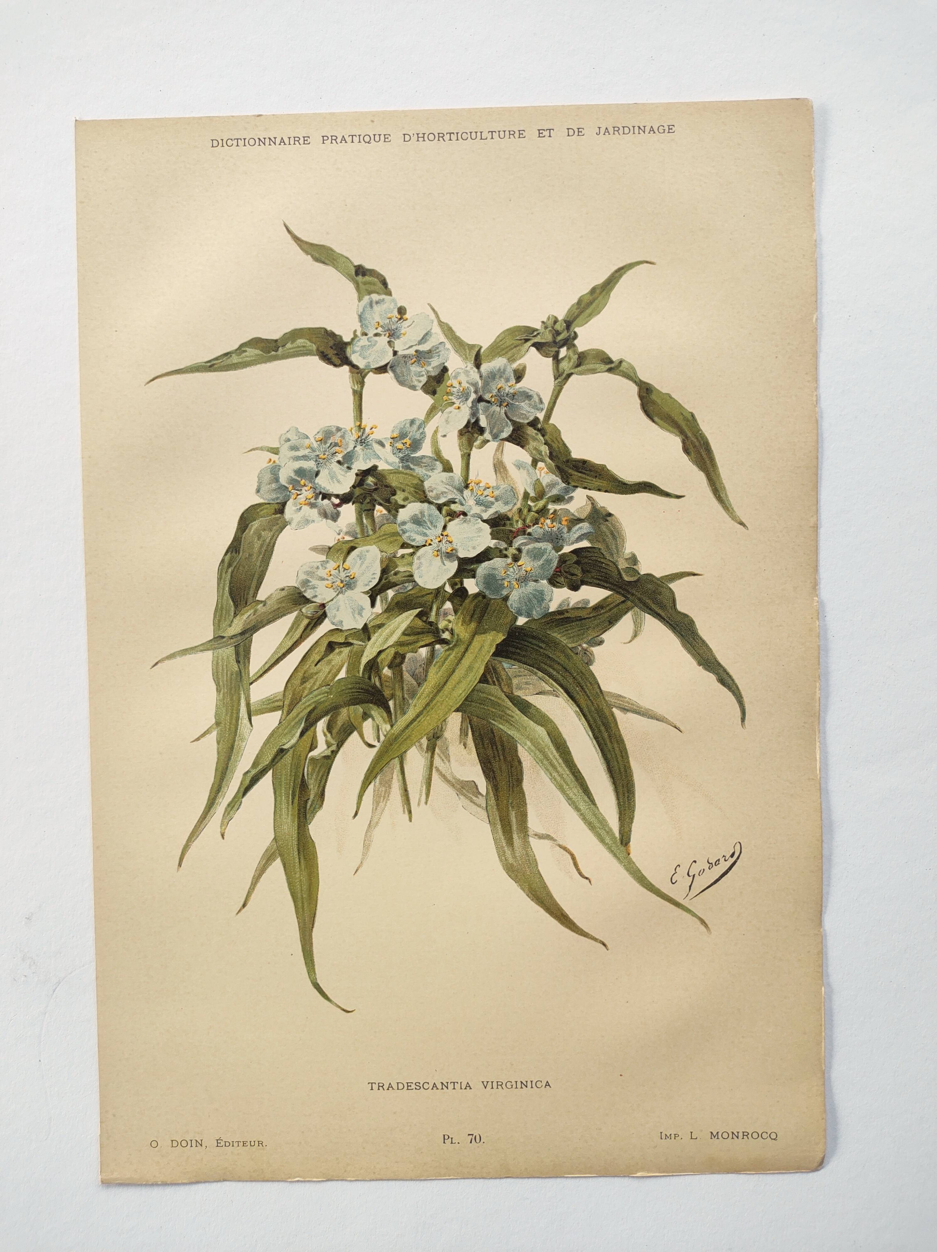 Antique plate from 1897 - Tradescantia Virginica - Original illustration
