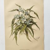 Antique plate from 1897 - Tradescantia Virginica - Original illustration