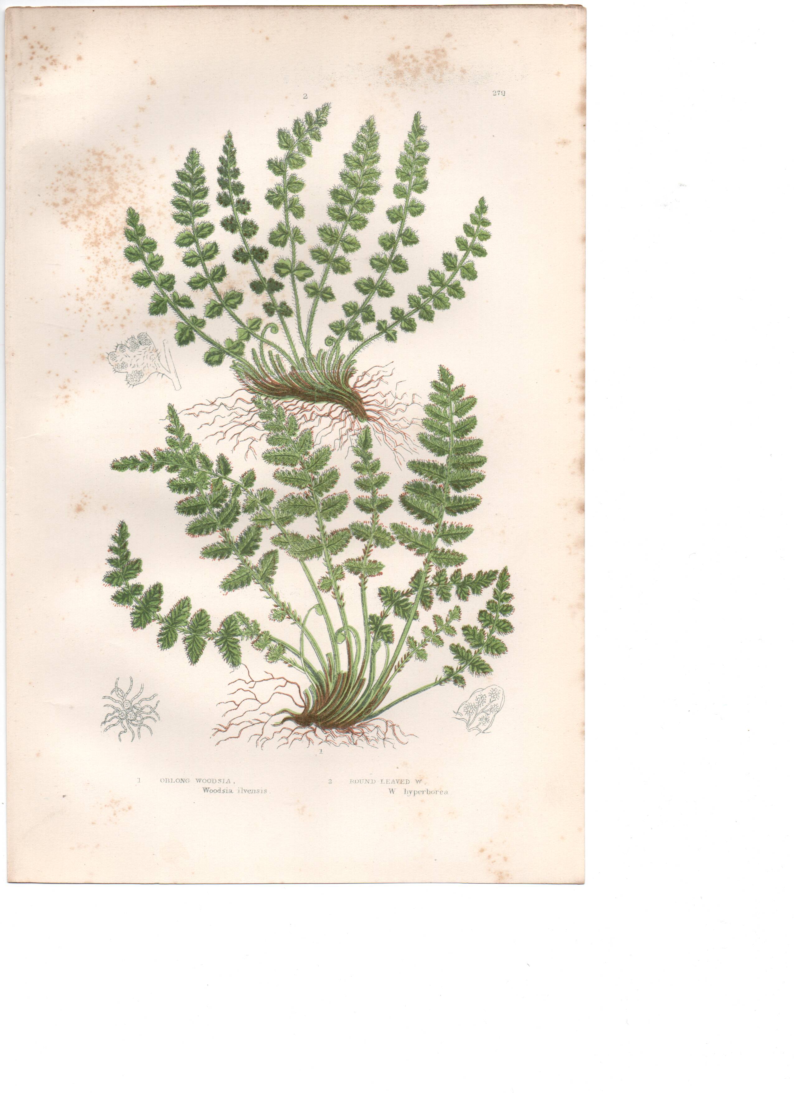 Gravure botanique ancienne 1889 - Fougères Woodsia par A. Pratt - nature