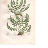 Gravure botanique ancienne 1889 - Fougères Woodsia par A. Pratt - nature