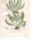 Antique botanical engraving, 1889 - Woodsia ferns by A. Pratt - nature
