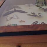 butterflies in the window
