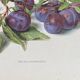 Affiche botanique, Prunus Domestica