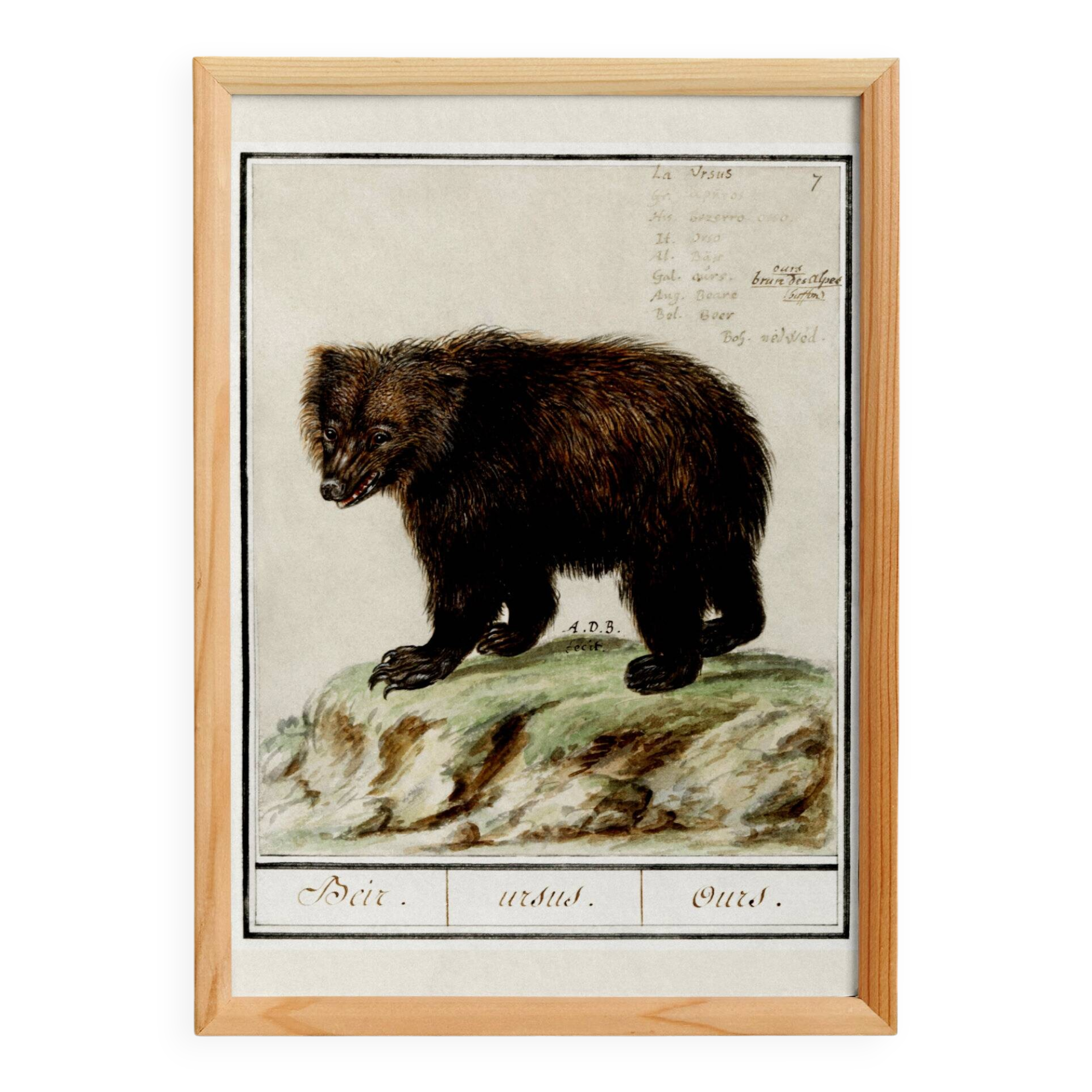 Small poster about the bear, after an old engraving from 1610.