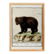 Small poster about the bear, after an old engraving from 1610.