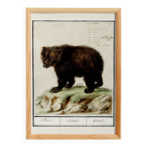 Small poster about the bear, after an old engraving from 1610.
