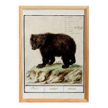 Petite affiche sur l'ours, d'après une gravure ancienne de 1610.
