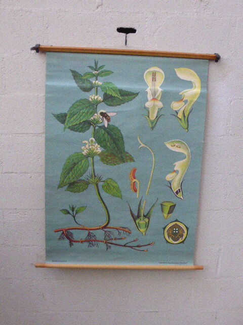 Botanical poster plant medicinal by Jung-Koch-Quentell, created in 1960, collector and vintage linen