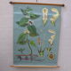 Botanical poster plant medicinal by Jung-Koch-Quentell, created in 1960, collector and vintage linen