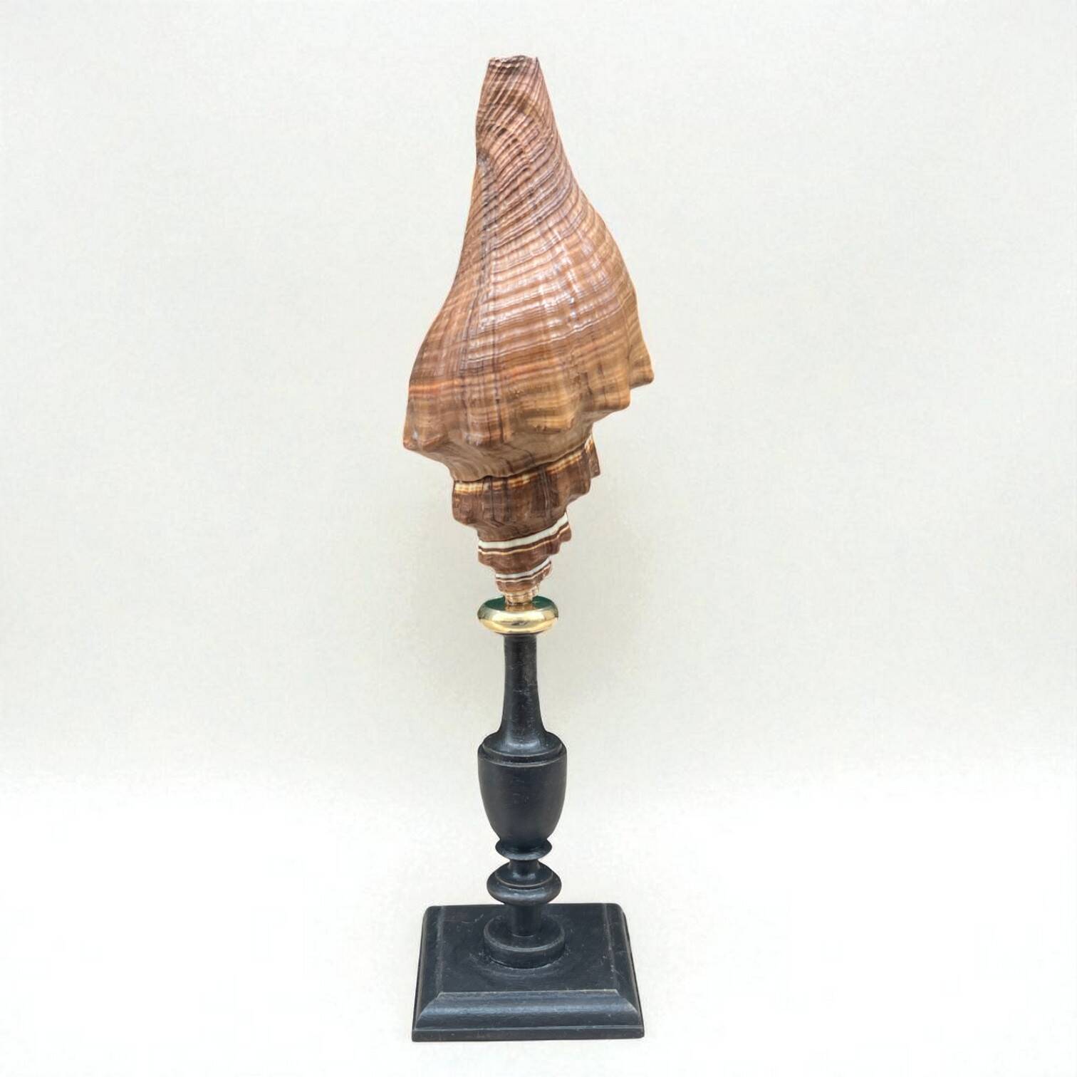 Ancien coquillage Pugilina sur socle en bois tourné - cabinet de curiosités