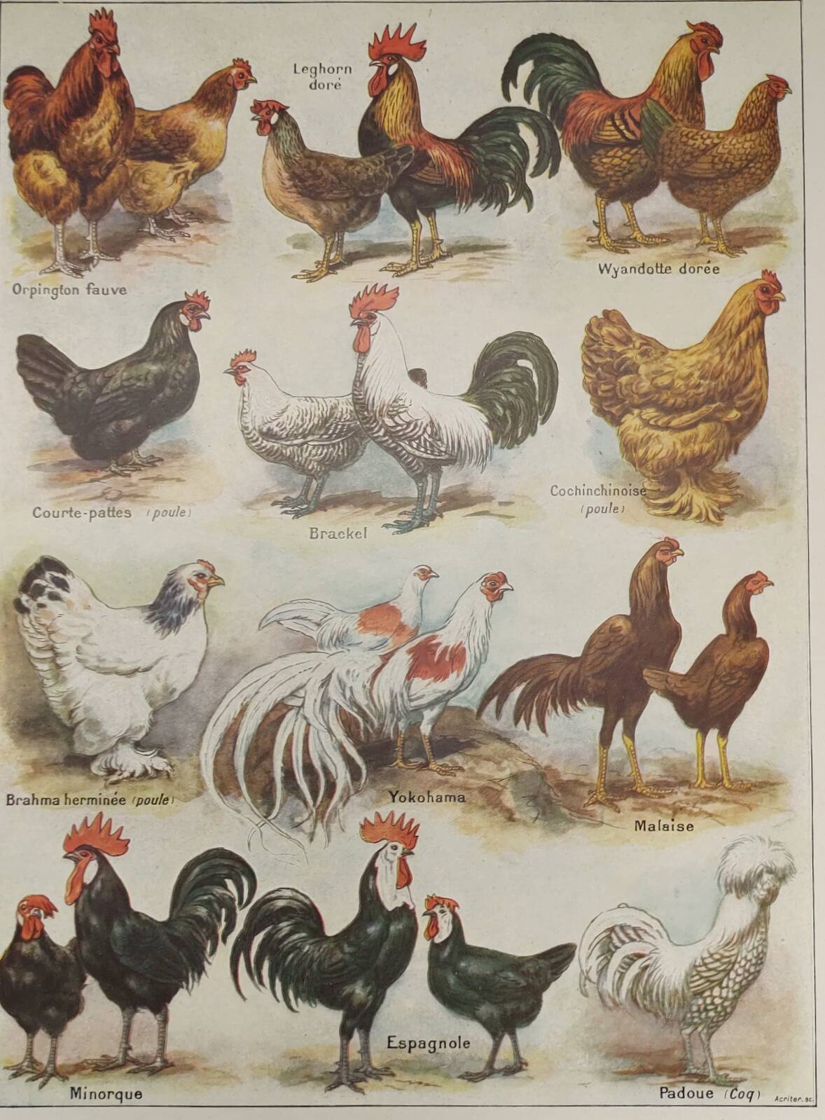 Original engraving from 1922 - Hens and roosters (2) - Old farm board