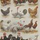 Original engraving from 1922 - Hens and roosters (2) - Old farm board