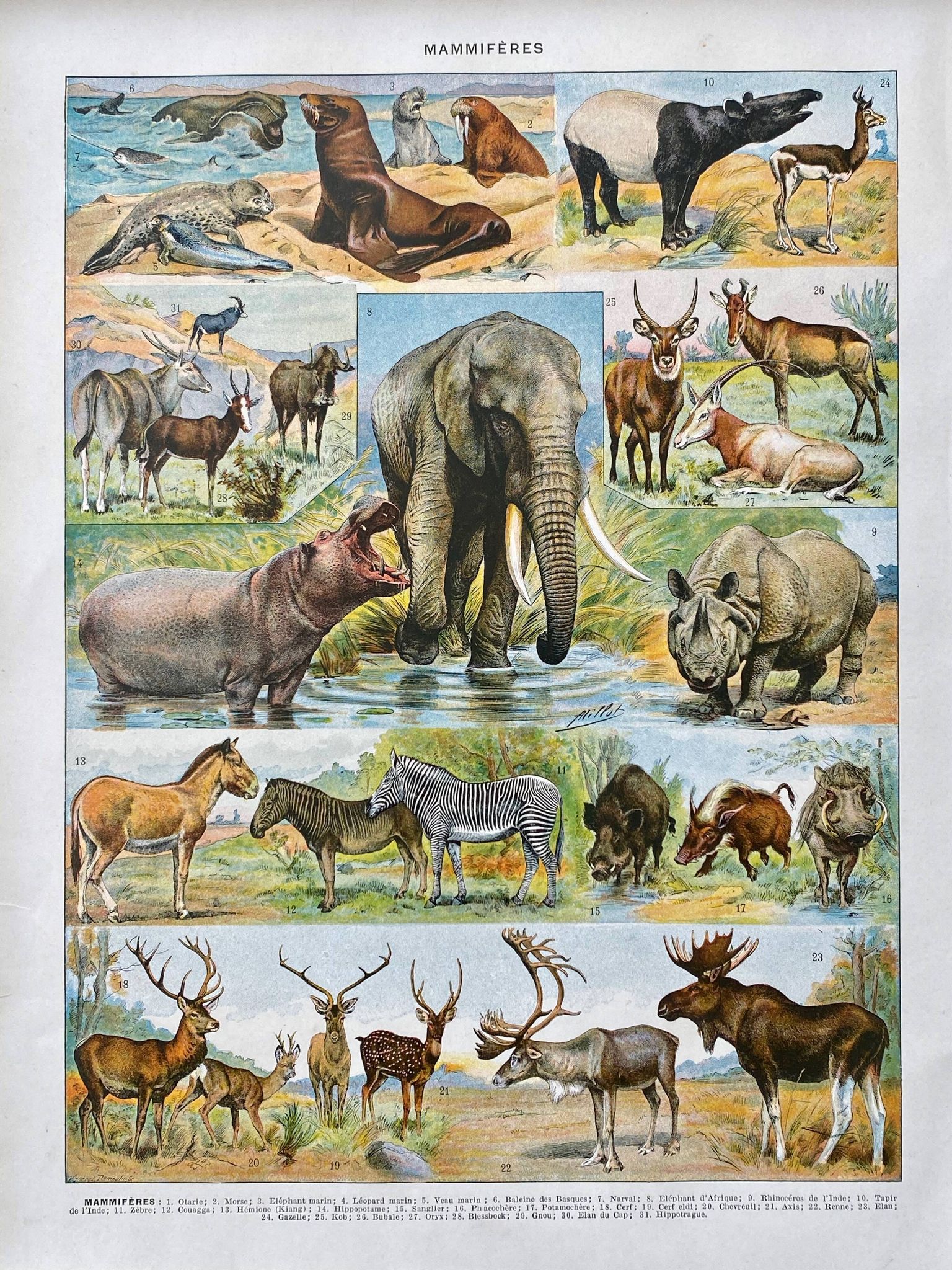 Ancient illustration Millot "Mammals"