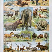 Ancient illustration Millot "Mammals"