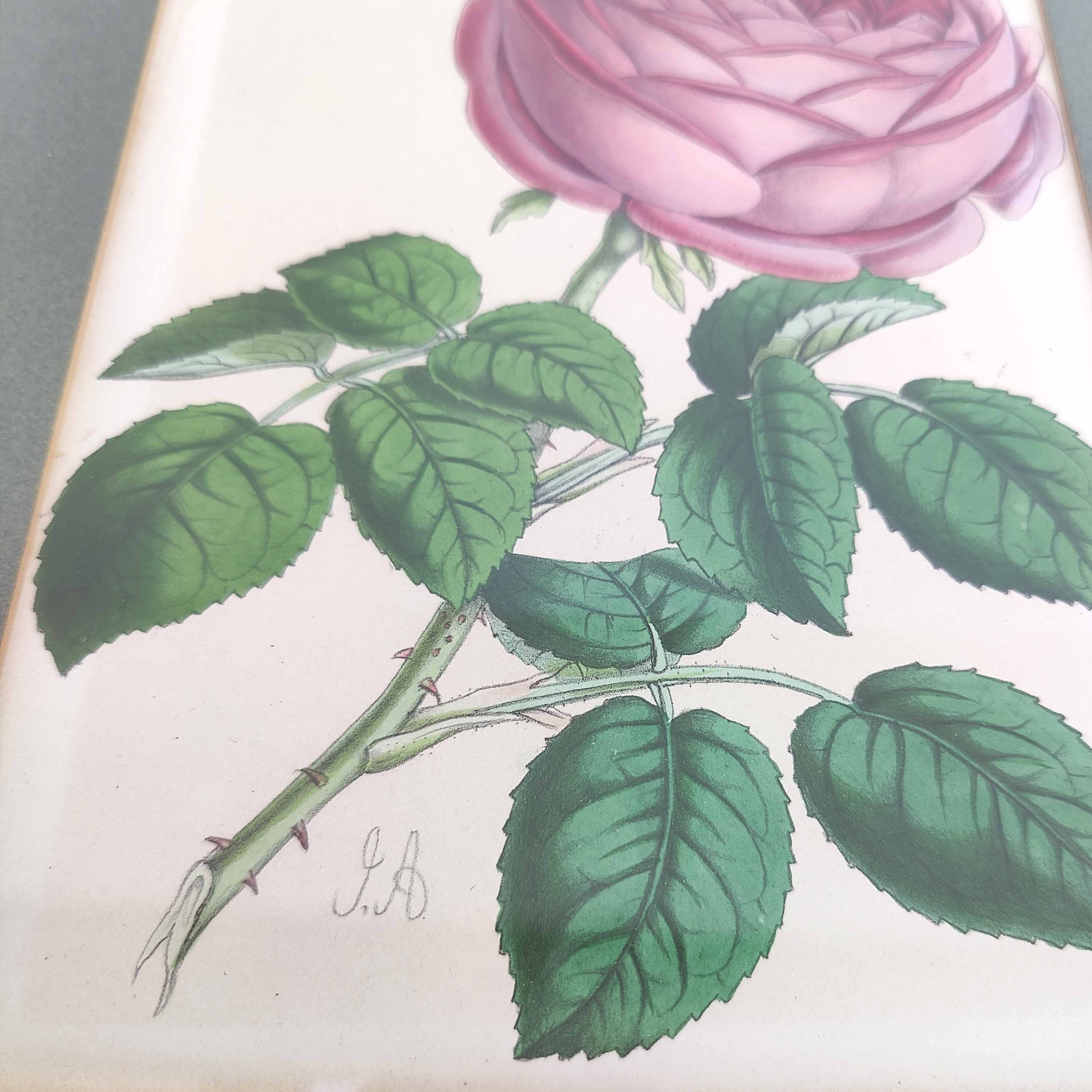 Pink botanical illustration lithograph