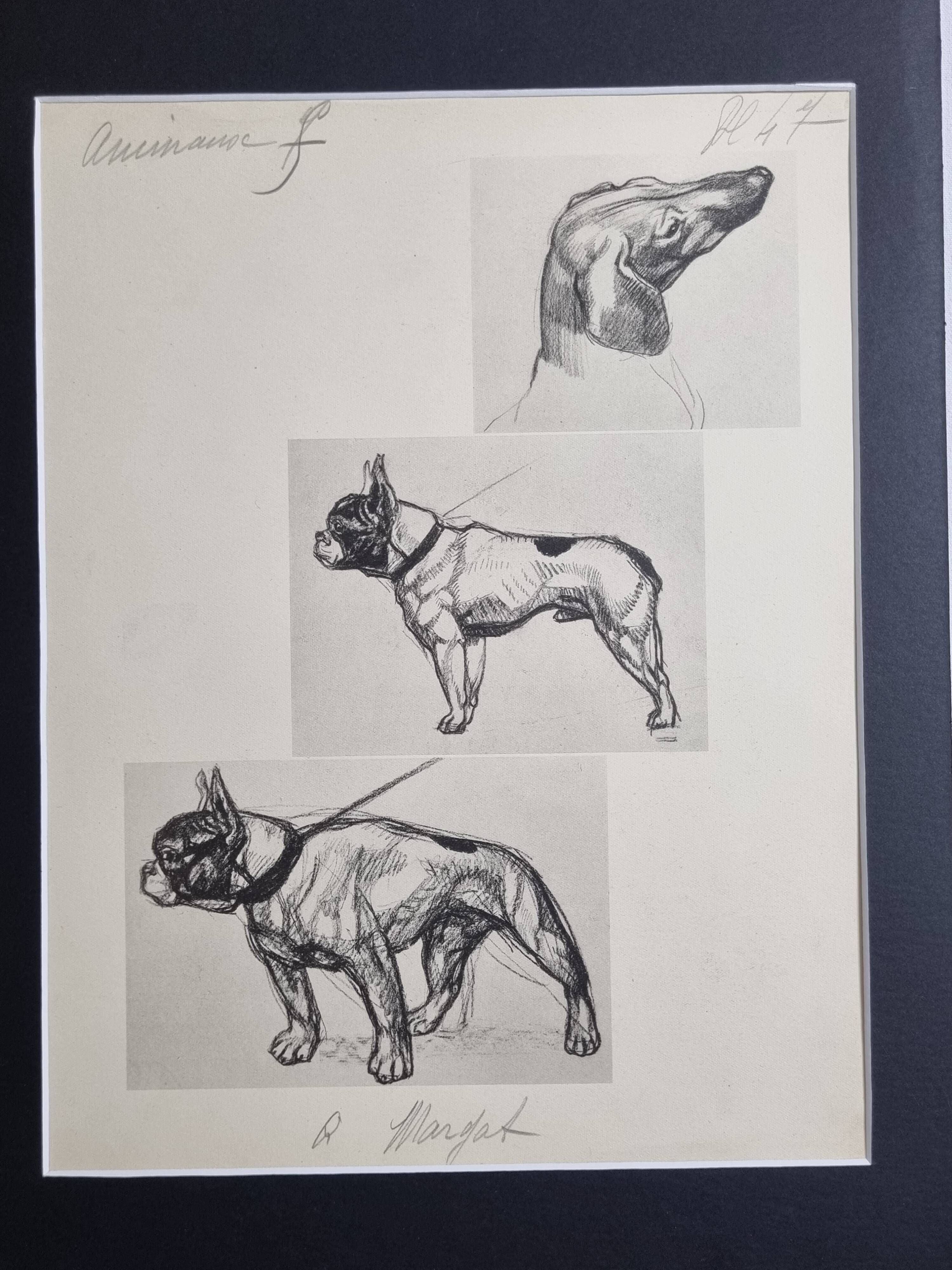 Illustrated plate, Studies of dogs, signed André Margat, 1930, 30 x 40 cm