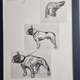 Illustrated plate, Studies of dogs, signed André Margat, 1930, 30 x 40 cm