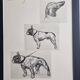 Illustrated plate, Studies of dogs, signed André Margat, 1930, 30 x 40 cm