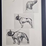 Planche illustrée, Études de chiens, signée André Margat, 1930